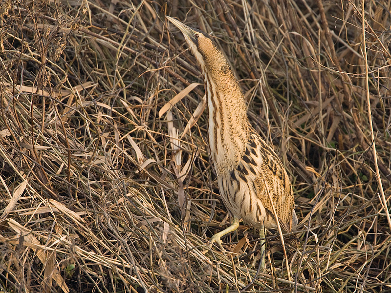 Botaurus stellaris Great Bittern Roerdomp